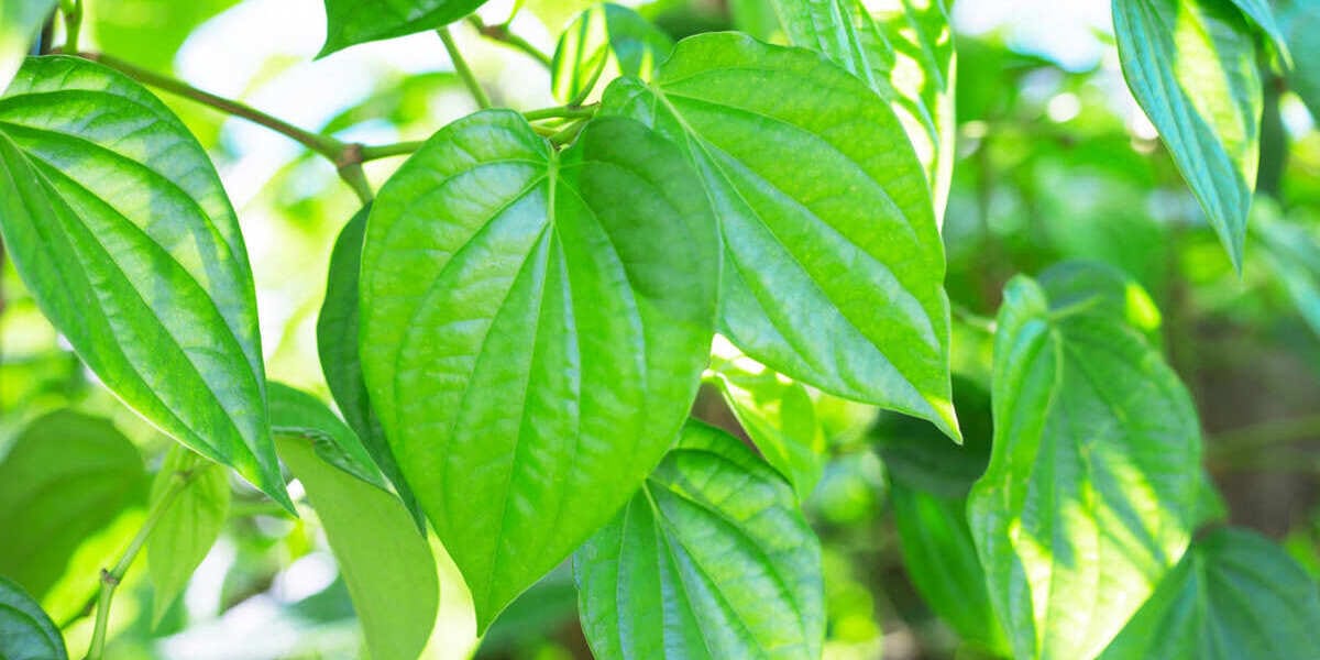 Sirih Cina untuk Wajah