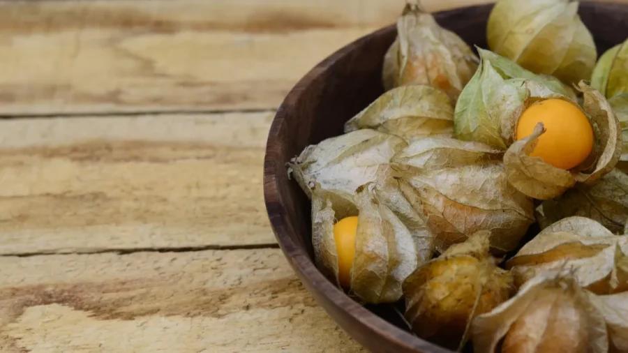 Bahaya Ciplukan bagi Kesehatan