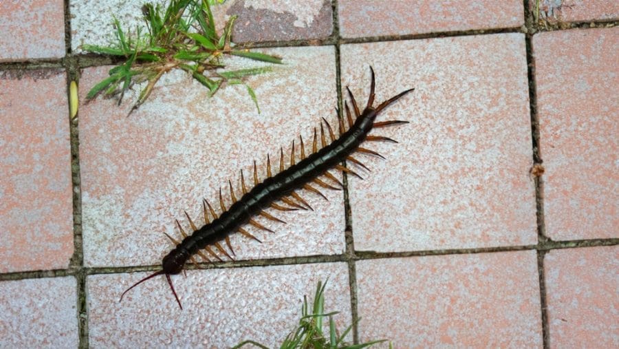 Obat Tradisional Digigit Lipan