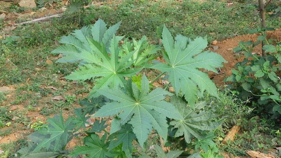 Manfaat Daun Jarak untuk Bayi Kembung