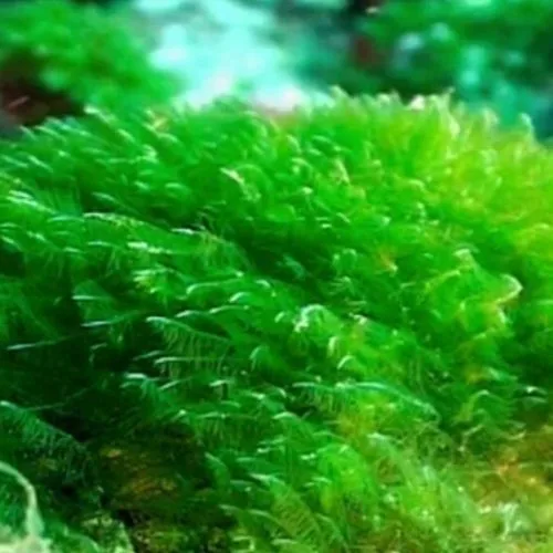 ganggang spirulina
