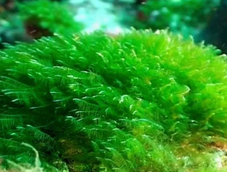 ganggang spirulina