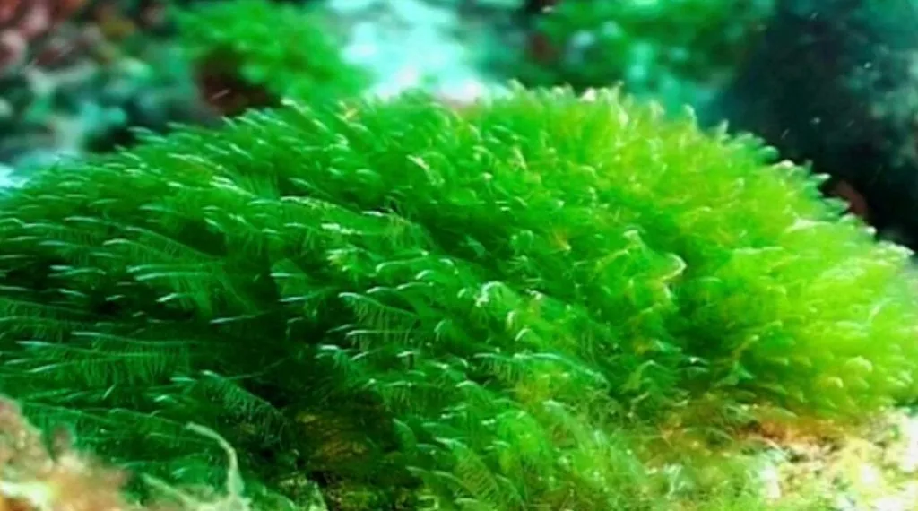 ganggang spirulina