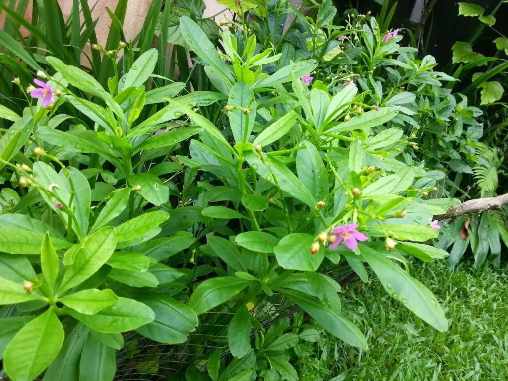 manfaat daun ginseng untuk kecantikan