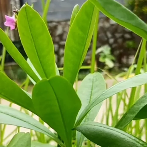 manfaat daun ginseng untuk kecantikan