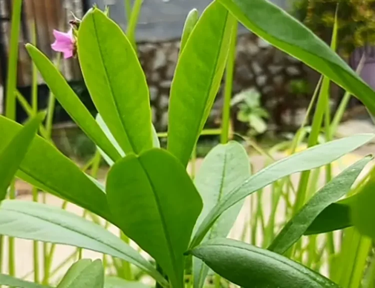 manfaat daun ginseng untuk kecantikan