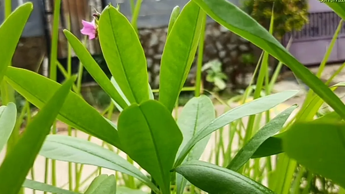 manfaat daun ginseng untuk kecantikan