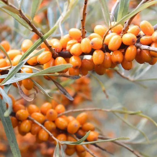 manfaat sea buckthorn