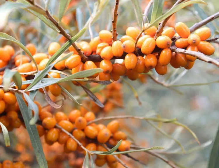 manfaat sea buckthorn