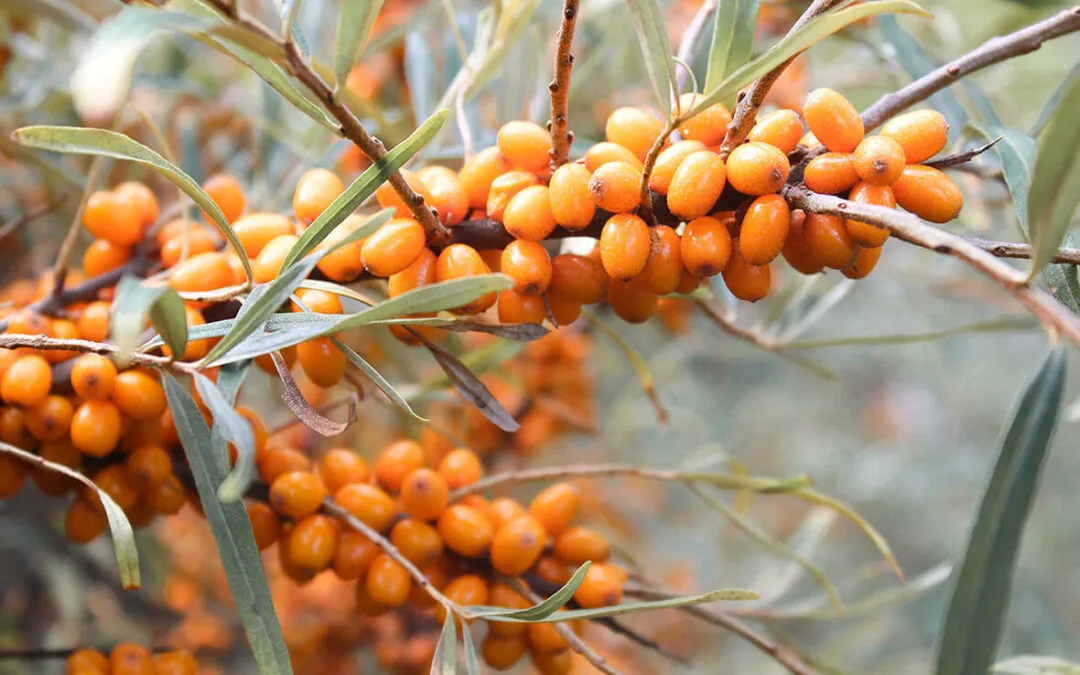 manfaat sea buckthorn