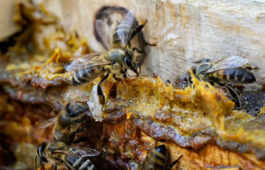 5 manfaat propolis