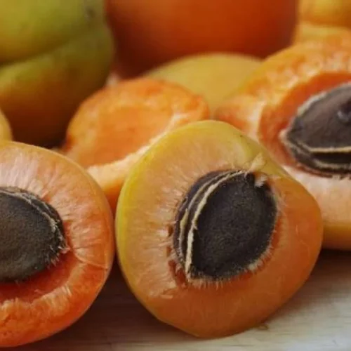 buah aprikot adalah