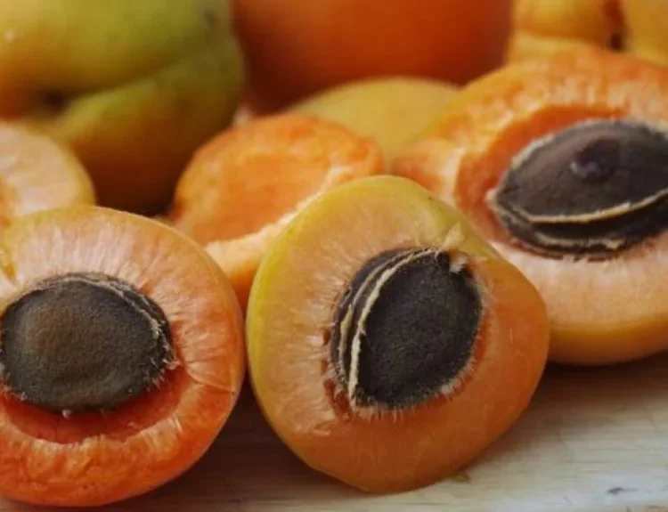 buah aprikot adalah