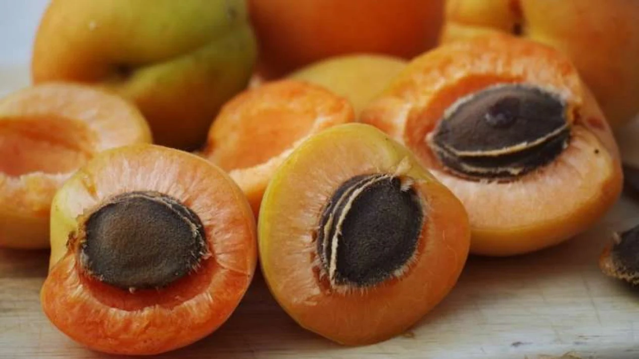 buah aprikot adalah