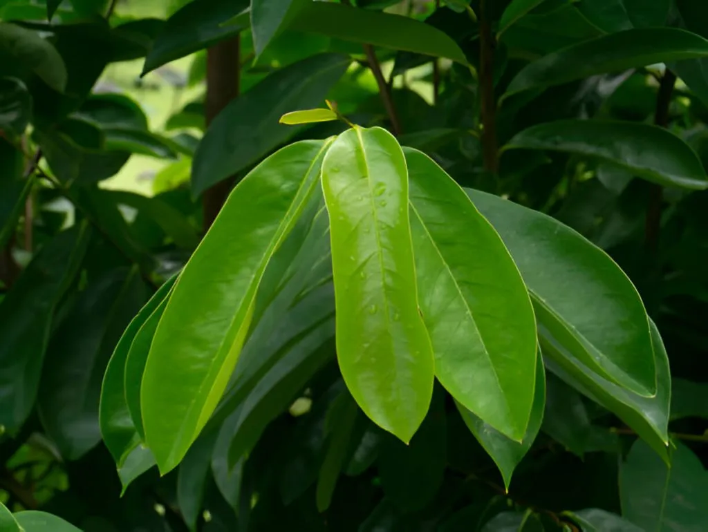 cara membuat ramuan keladi tikus dan daun sirsak