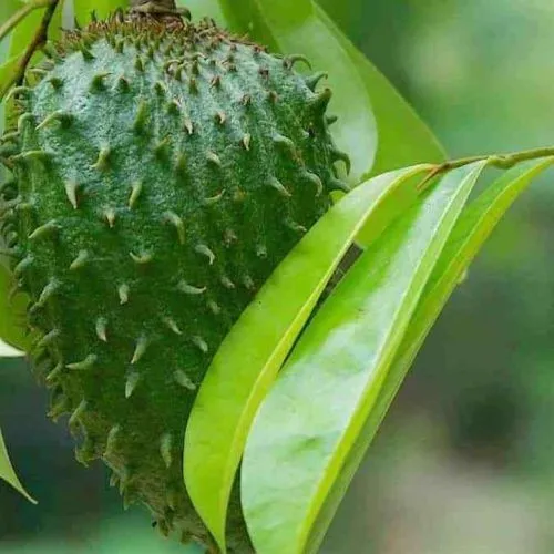 cara membuat ramuan keladi tikus dan daun sirsak