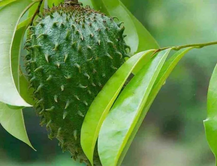 cara membuat ramuan keladi tikus dan daun sirsak