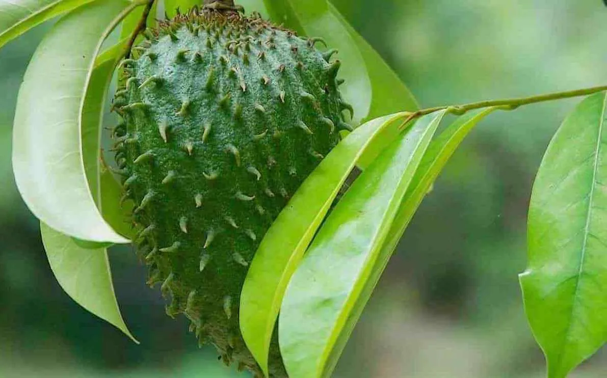 cara membuat ramuan keladi tikus dan daun sirsak