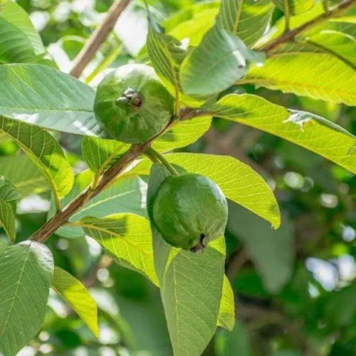 cara membuat toner daun jambu biji