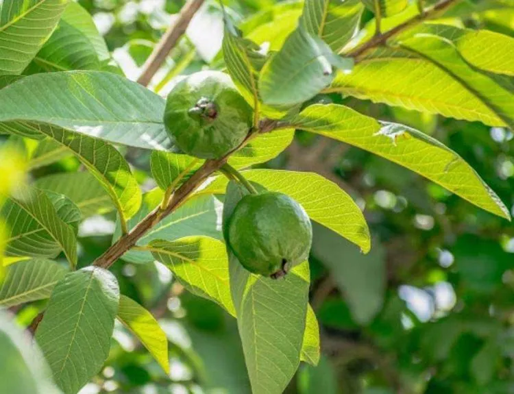 cara membuat toner daun jambu biji