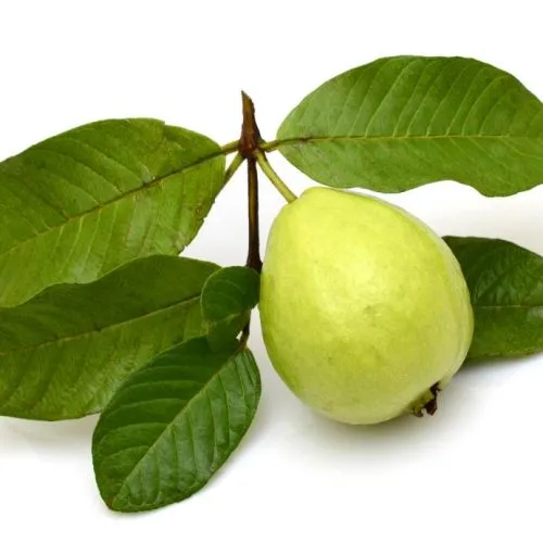 cara menghilangkan flek hitam dengan daun jambu biji