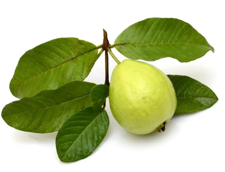 cara menghilangkan flek hitam dengan daun jambu biji