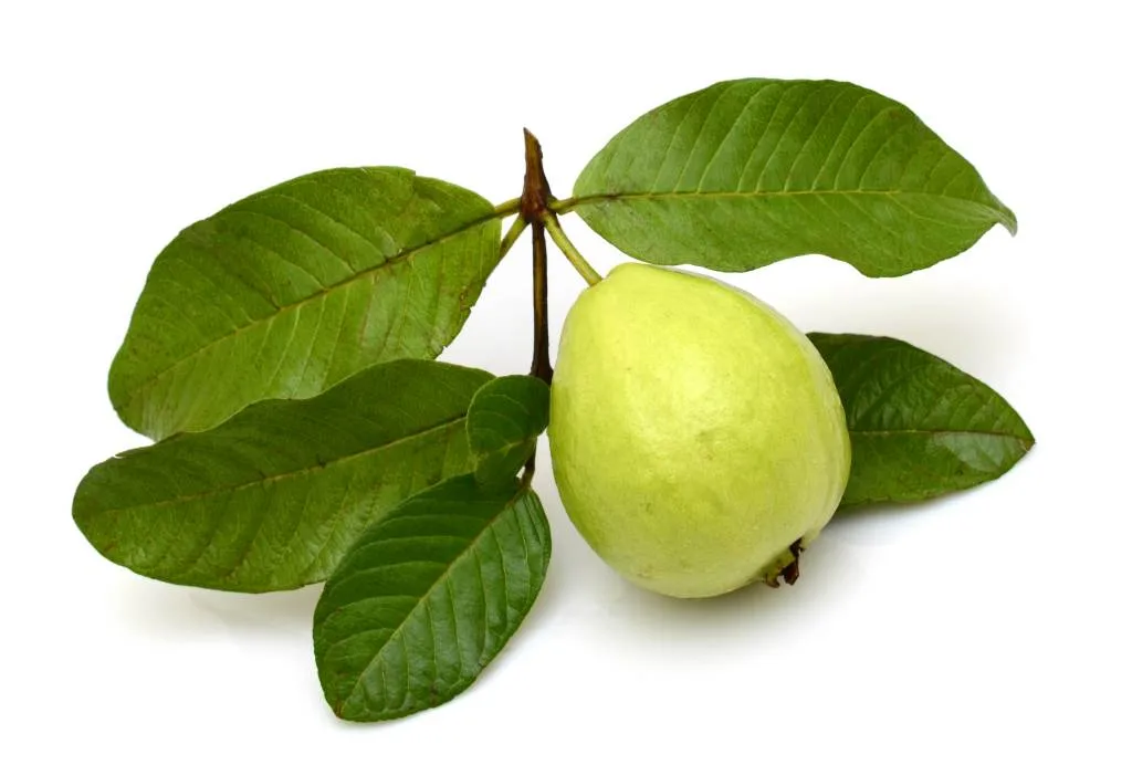 cara menghilangkan flek hitam dengan daun jambu biji