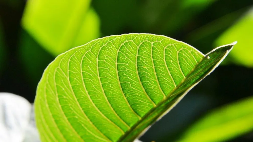 cara menghilangkan flek hitam dengan daun jambu biji