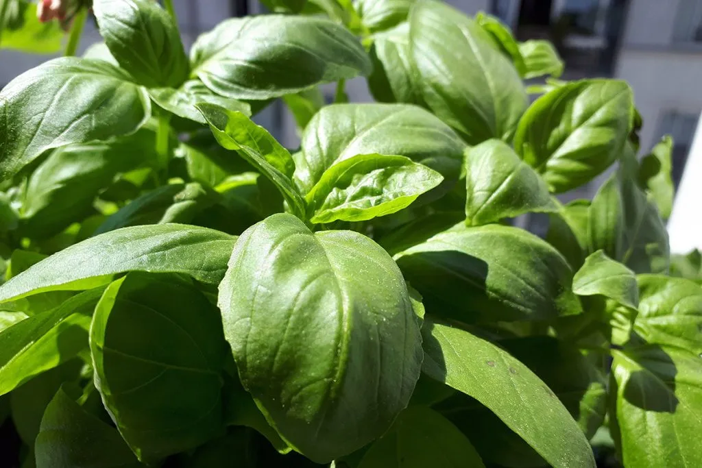 daun selasih daun basil