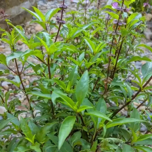 daun selasih daun basil
