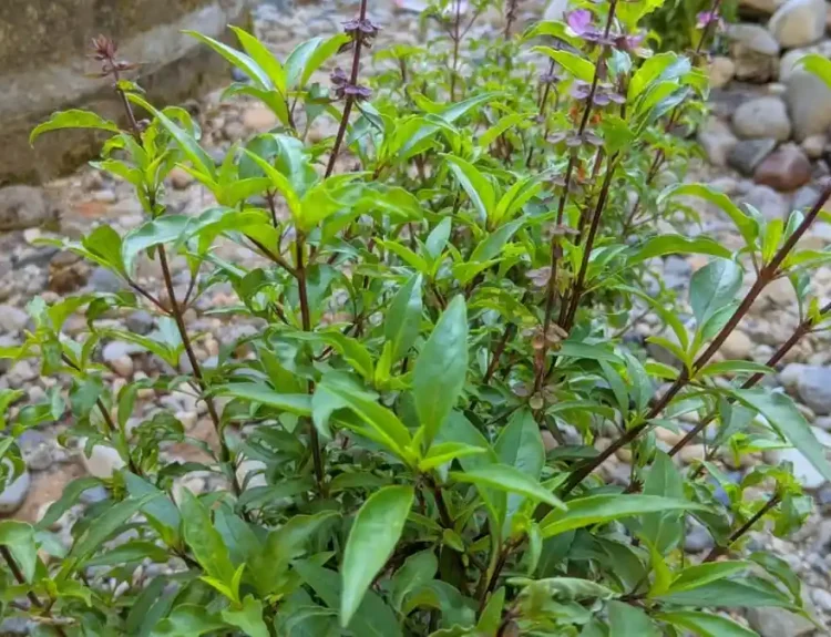 daun selasih daun basil
