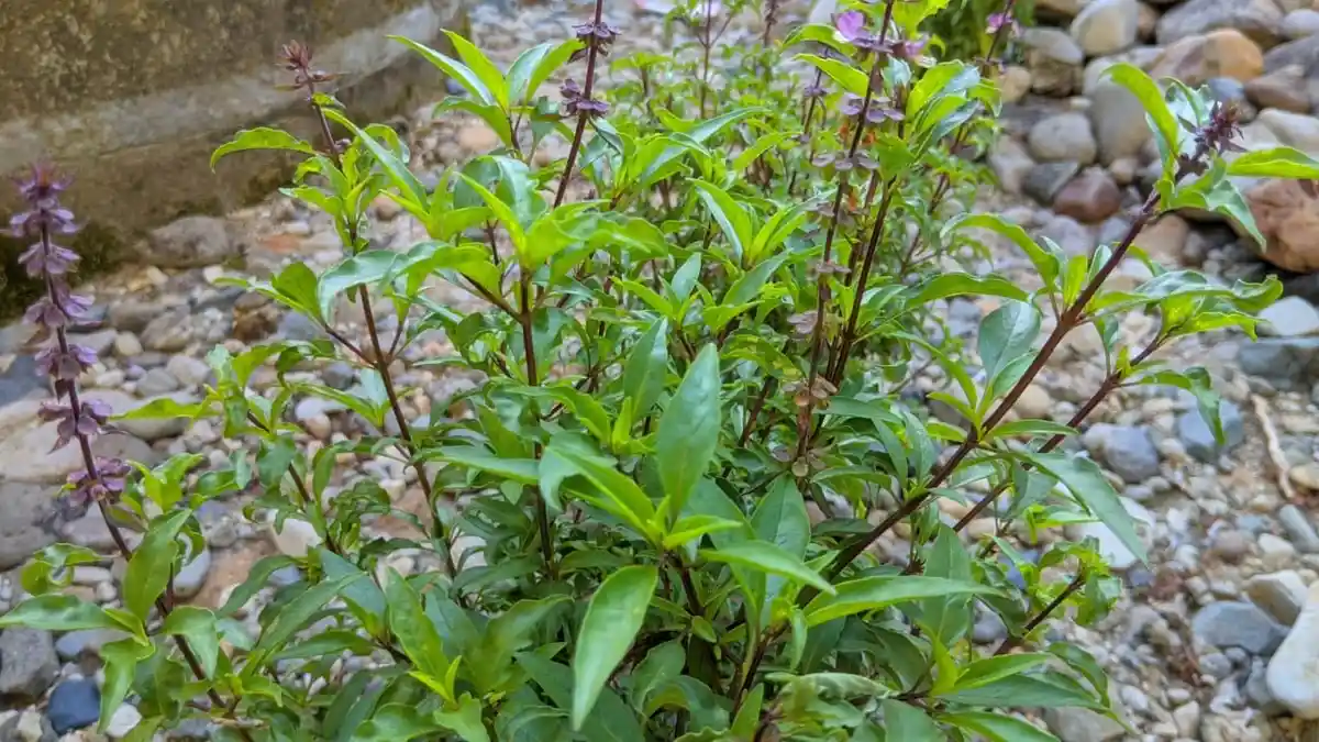 daun selasih daun basil