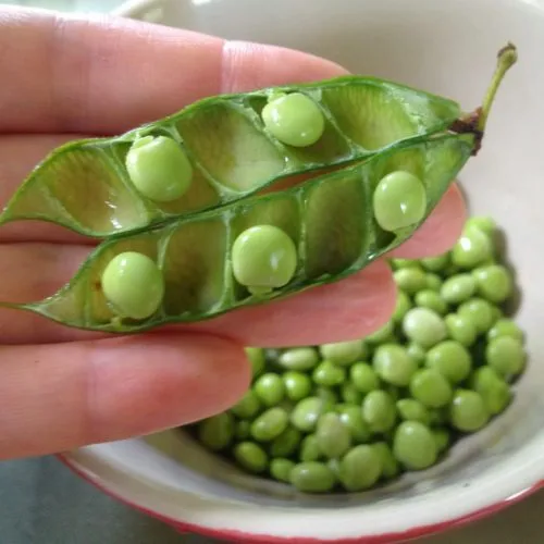 kandungan gizi kacang polong