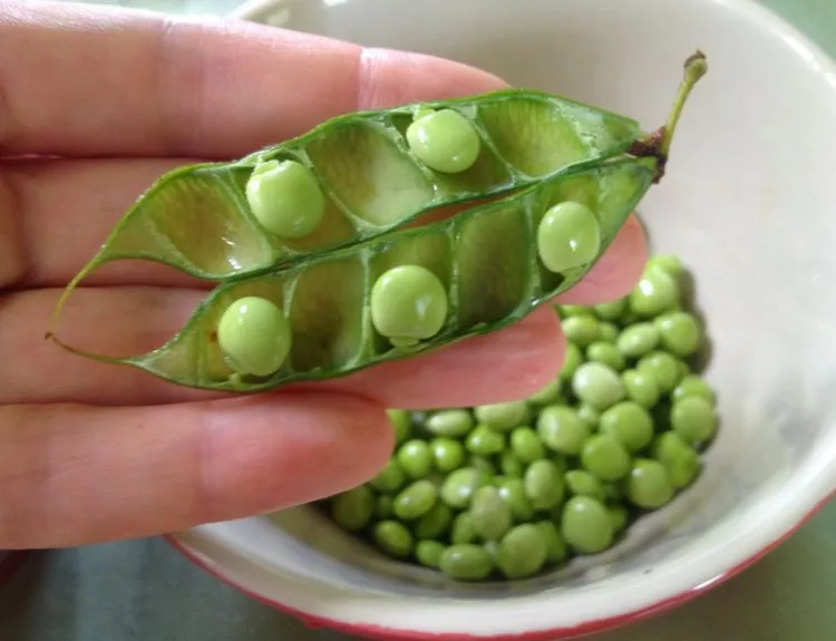 kandungan gizi kacang polong