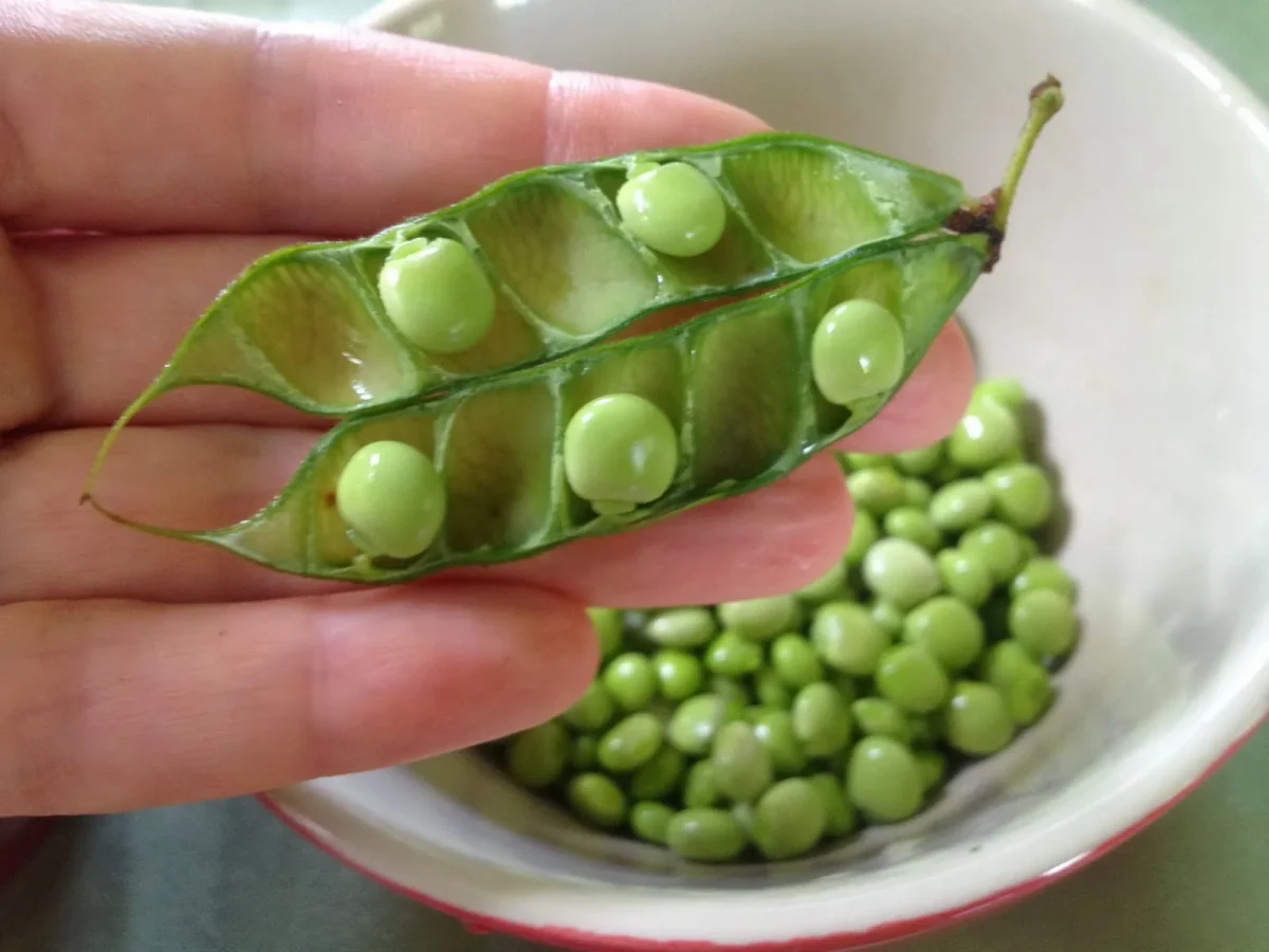 kandungan gizi kacang polong