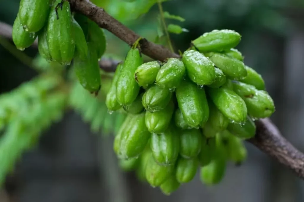 manfaat belimbing untuk wajah