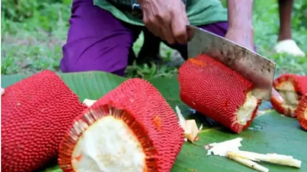 manfaat buah merah papua untuk kecantikan