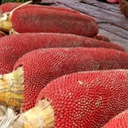 manfaat buah merah papua untuk kecantikan