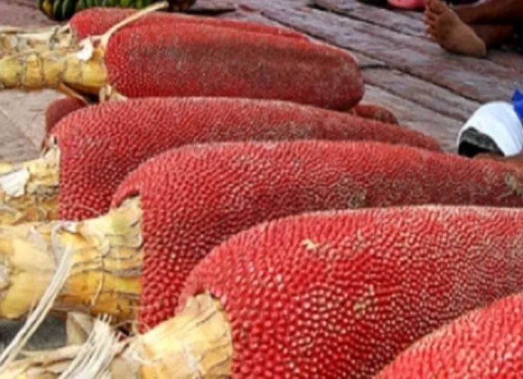 manfaat buah merah papua untuk kecantikan