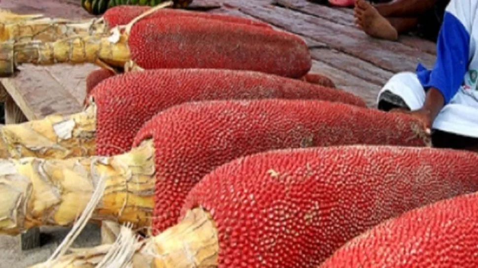 manfaat buah merah papua untuk kecantikan