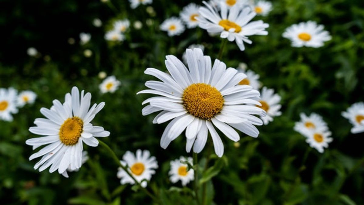 manfaat bunga chamomile untuk wajah