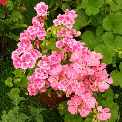 manfaat bunga geranium