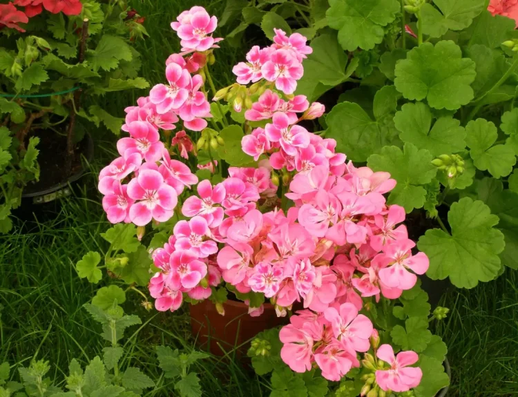 manfaat bunga geranium