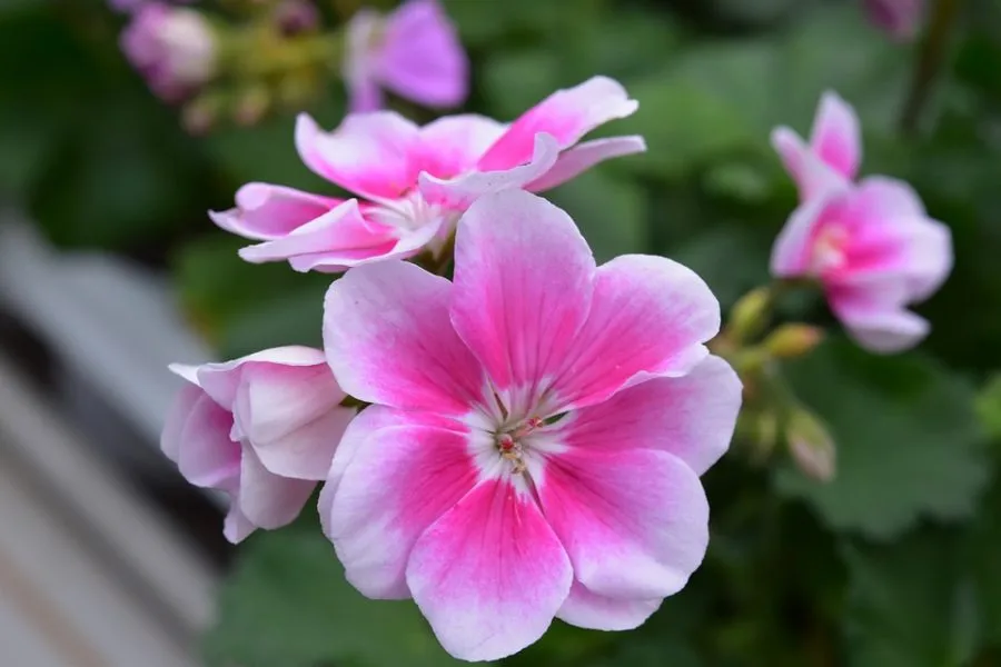 manfaat bunga geranium