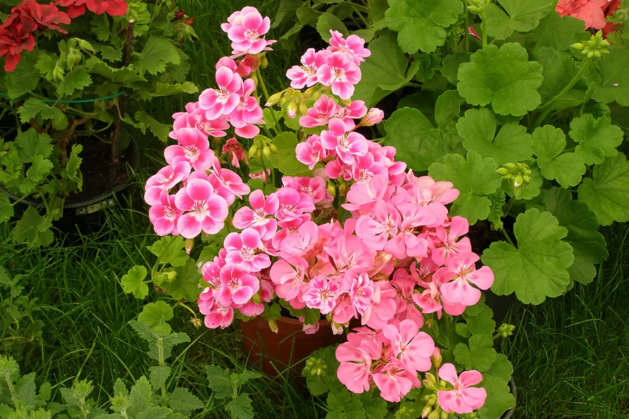 manfaat bunga geranium