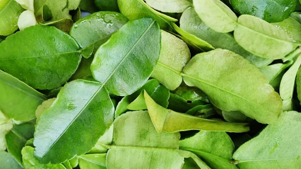 manfaat daun jeruk purut untuk wajah