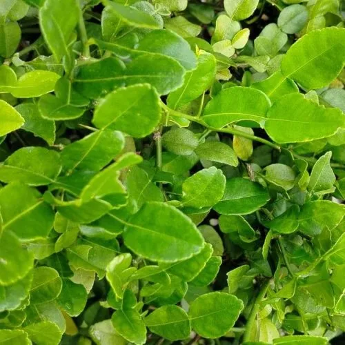 manfaat daun jeruk purut untuk wajah