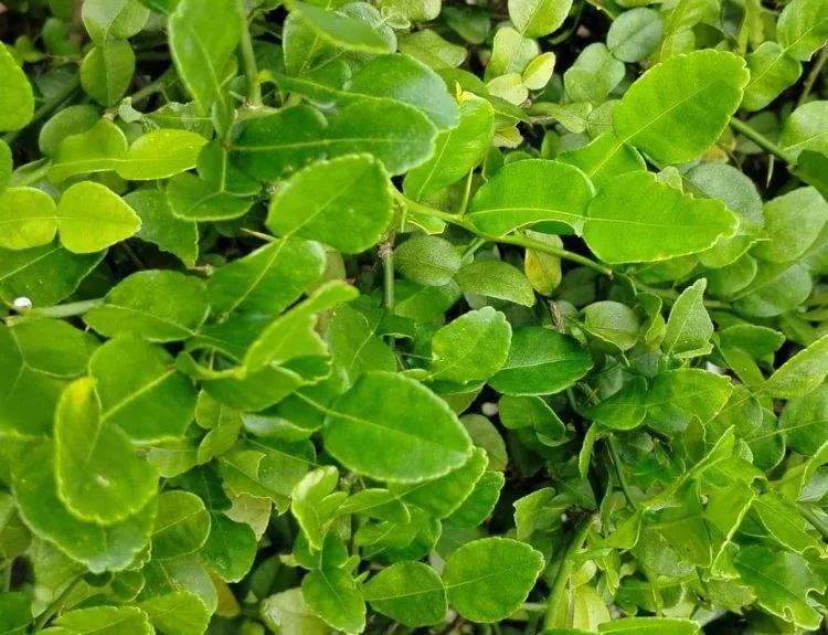 manfaat daun jeruk purut untuk wajah