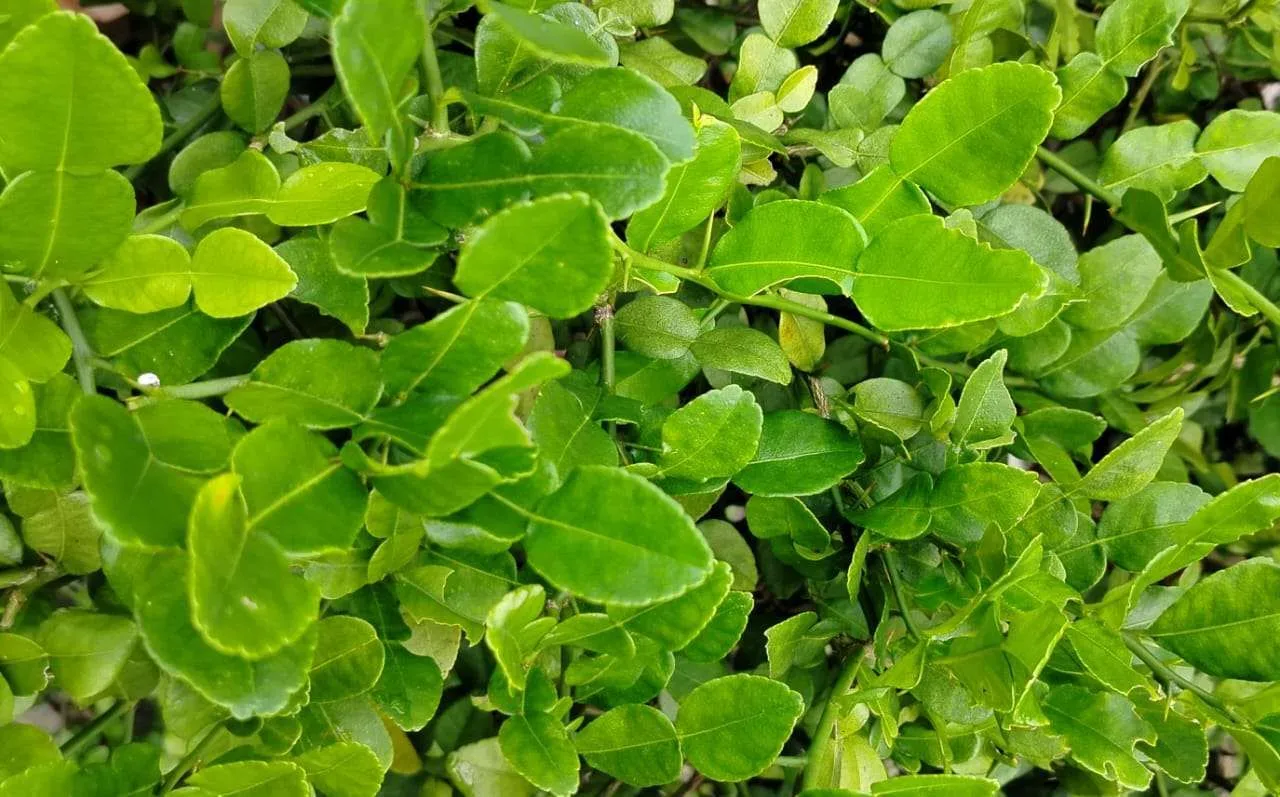 manfaat daun jeruk purut untuk wajah