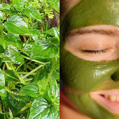 manfaat daun sirih untuk wajah